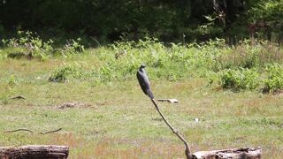 BIRD-Cuckoo