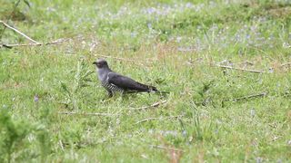 BIRD-Cuckoo 2