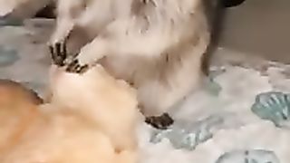 FUNNY_CATS_and_DOGS___other_ANIMALS_????????__New_Funniest_Animals_Videos_2024