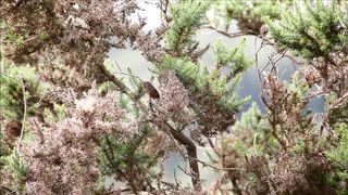 BIRD-Dartford Warbler