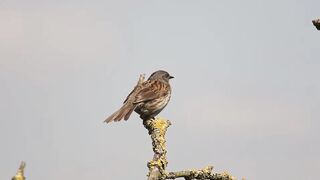 BIRD-Dunnock
