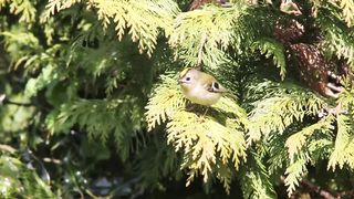 BIRD-Goldcrest singing