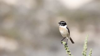 BIRD-Fuerteventuran Stonechat.