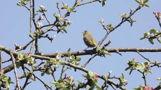 BIRD-Greenfinch