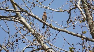 BIRD-Hoopoe calling