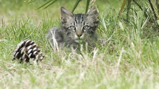 cat video natural