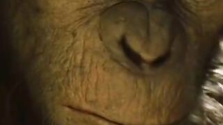 PLANET OF THE APES.