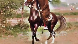 #foryou #Foryoupage #trending #horselover #horse #500k #fyp #1M #impres. 2