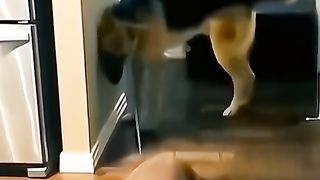 Dog and cat 6