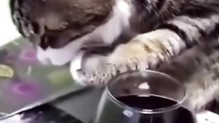 Funny animal part 3