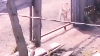 Funny animal part 5