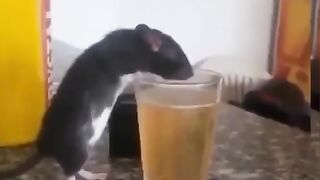 She has to enjoy a drink
