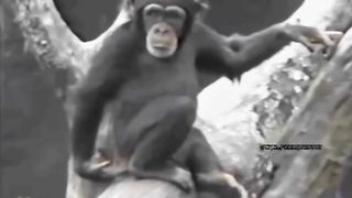 Funny animal part 7
