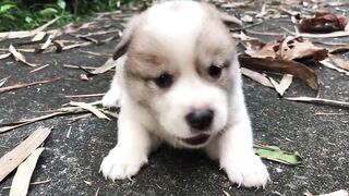 Puppy crying sound / 3-week-old puppy calls mom after being adopted