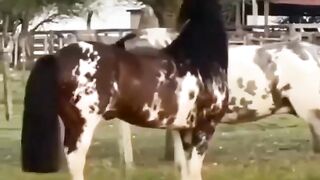 DEAR HORSES.