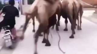 Funny animal part 8