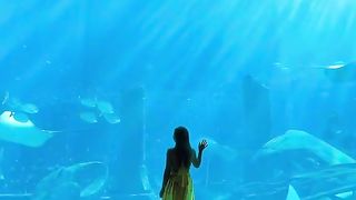 The Lost Chambers Aquarium.