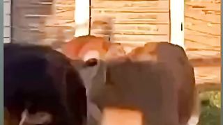 Funny animal part 9