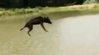 Funny animal part 10