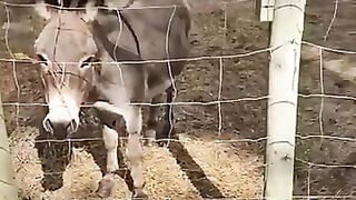 Giant Screaming Chicken Makes Donkey's Day