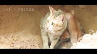 Brave Moment Cat Fights A Large Python To Protect Its Kittens