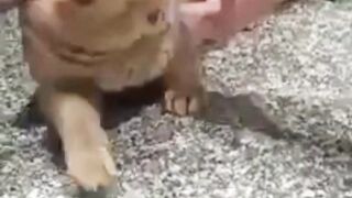 Funny Cute animals Videos cute moment of the animals - #13