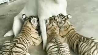tiger cubs feed from Labrador _shorts _viral(720P_HD).mp4