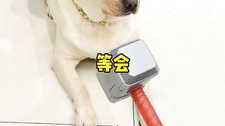 Dog intelligence