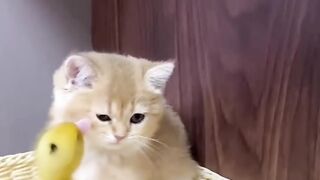 The life of ducklings and cute cats. Very interesting(720P_HD).mp4