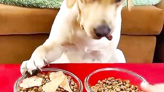 Try not to laugh