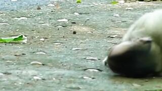 Baby Monkey Crying --(720P_HD).mp4