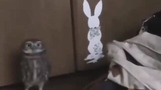Ночной хулиган
