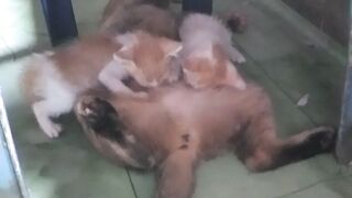 Induk Sambung
