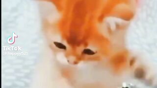 Cute cat and funny