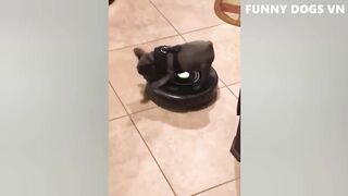 Vídeo Animais Mais Engraçados - Cães e Gatos Engraçados - Tente Não Rir Animais 2022