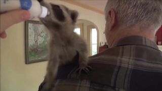 Furry Wombats Funniest Compilation
