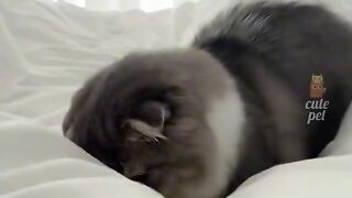 Hye cat everyone follow me and I follow you back thank you.