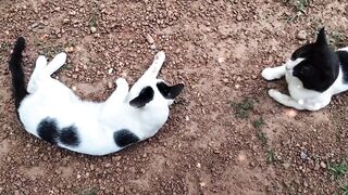 Lovely cats