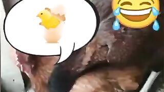 Ayam lucu' video
