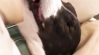Animais mais engraçados