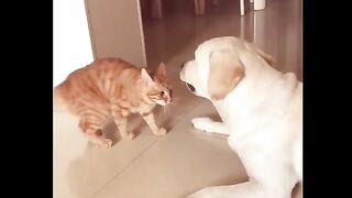 Persahabatan kucing dan aniing viral