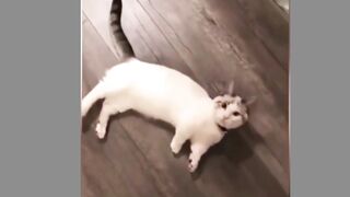 Funny Animals