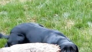 Animal funny videos