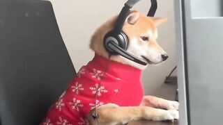 Animals funny videos