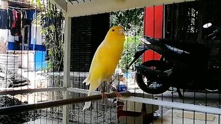 lemon yellow canary with melodious voice
