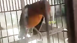 Anis merah teler gaya doyong