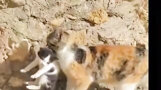 Funny Animals