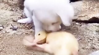 Que fofo