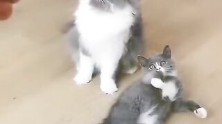 Funny Animals part 3 ????