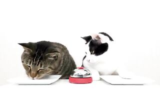 Funny Cat & Bell???? ????????